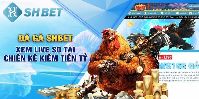 Đôi nét về sảnh cược đá gà