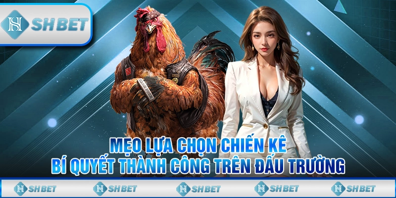 Mẹo Lựa Chọn Chiến Kê - Bí Quyết Thành Công Trên Đấu Trường