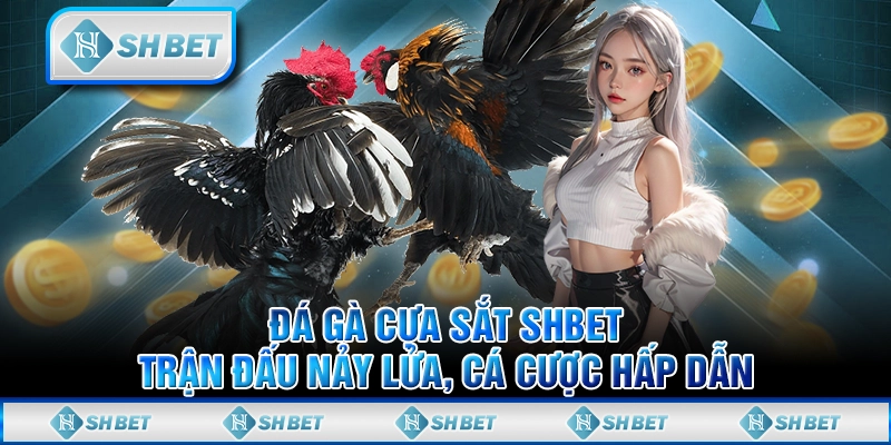 Đá Gà Cựa Sắt SHBET - Trận Đấu Nảy Lửa, Cá Cược Hấp Dẫn