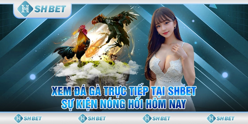 Xem Đá Gà Trực Tiếp Tại SHBET - Sự Kiện Nóng Hổi Hôm Nay