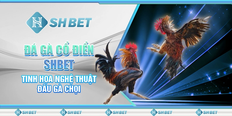 Đá Gà Cổ Điển SHBET - Tinh Hoa Nghệ Thuật Đấu Gà Chọi