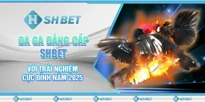 Đá Gà Đẳng Cấp SHBET Với Trải Nghiệm Cực Đỉnh Năm 2025