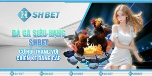 Đá Gà Siêu Hạng SHBET - Cơ Hội Thắng Với Chiến Kê Đẳng Cấp