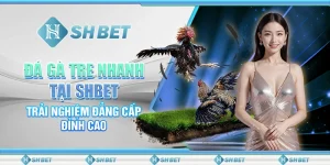 Đá Gà Tre Nhanh Tại SHBET - Trải Nghiệm Đẳng Cấp Đỉnh Cao